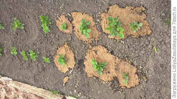 25 июня. Часть замульчирована опилками с мочевиной