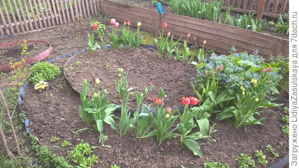 На второй год она уже не симпатично смотрится