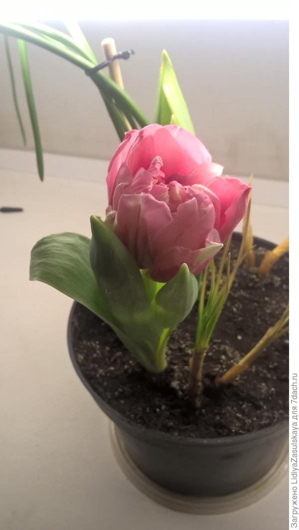 выжил только 1 тюльпан. крокусы погибли