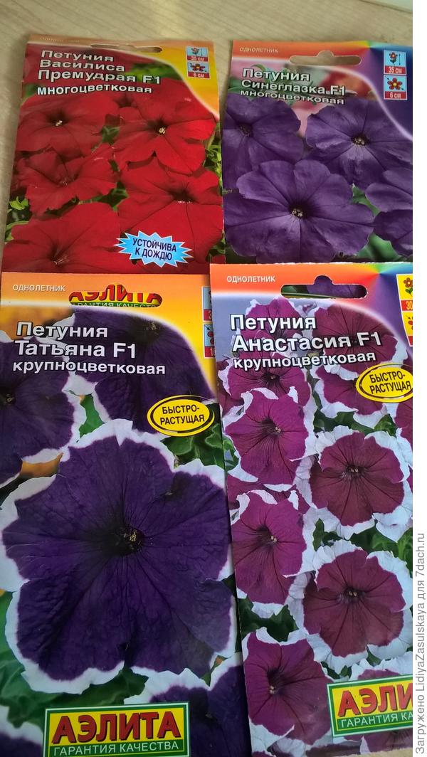Крупноцветковые Татьяна и Анастасия, многоцветковые Синеглазка и Василиса Премудрая