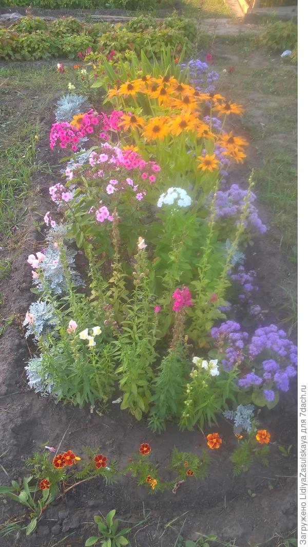 Многолетники "на развод". Чуть украсила летниками