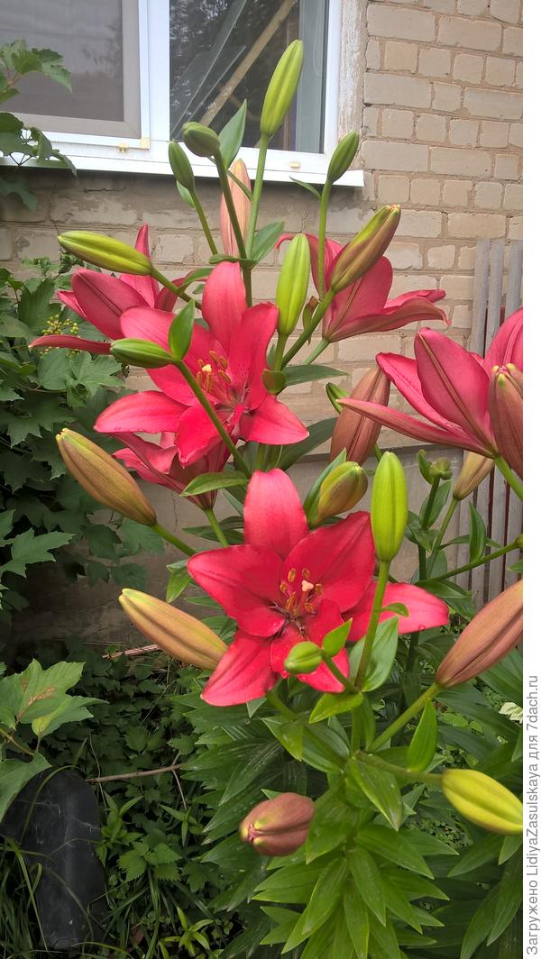 с меня ростом