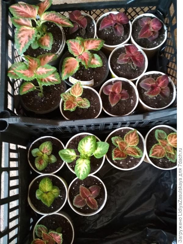 верхние слева самые рослые