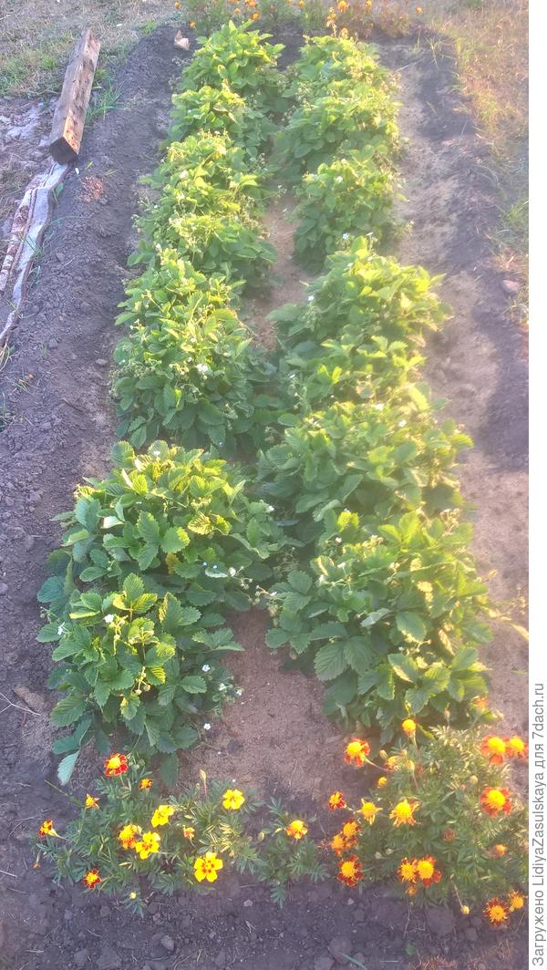 с земляникой ремонтантной