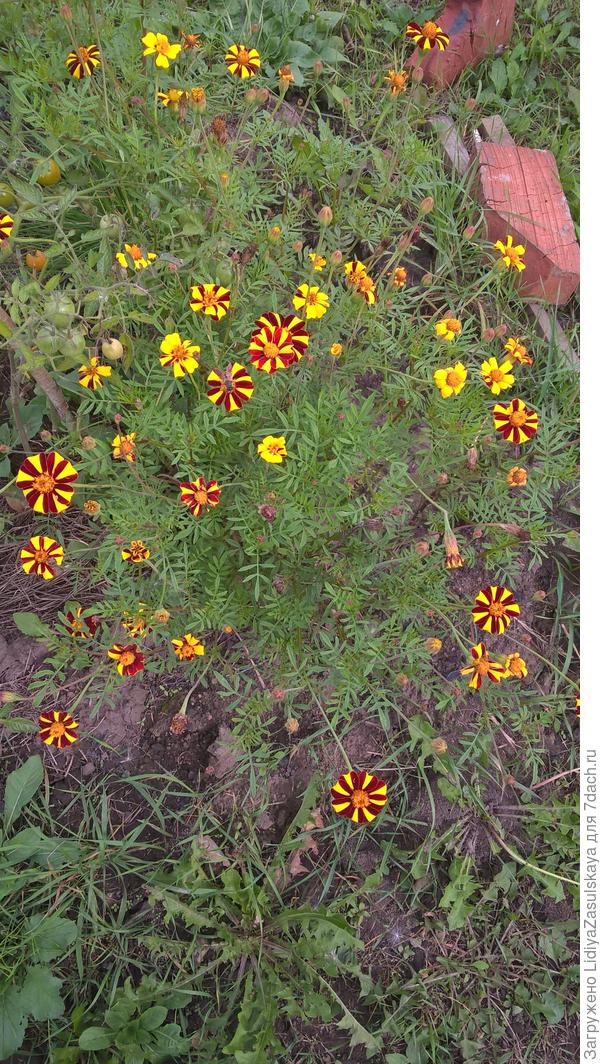 возле помидор. Высокорослые