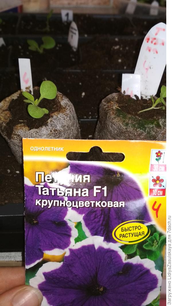 хорошее развитие, но немного вытянулись, корешки показались сквозь материал