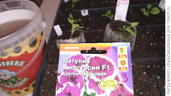 в таблетках