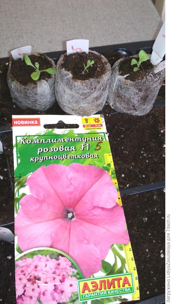 хорошее развитие, но немного вытянулись, корешки показались сквозь материал