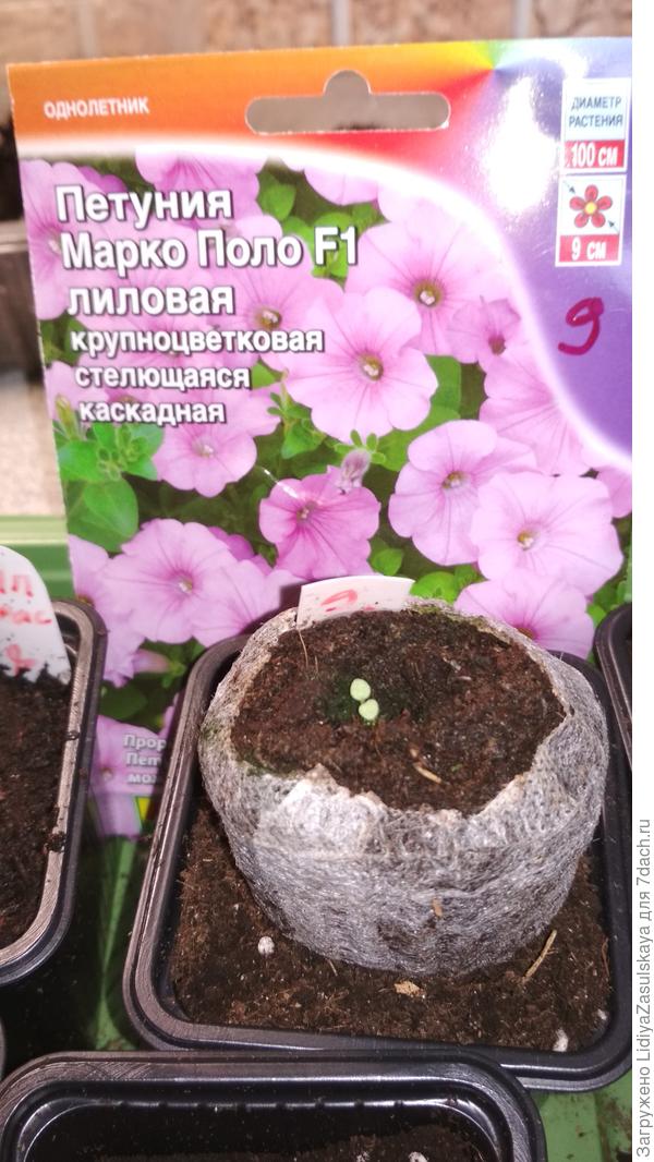в ÑаблеÑке