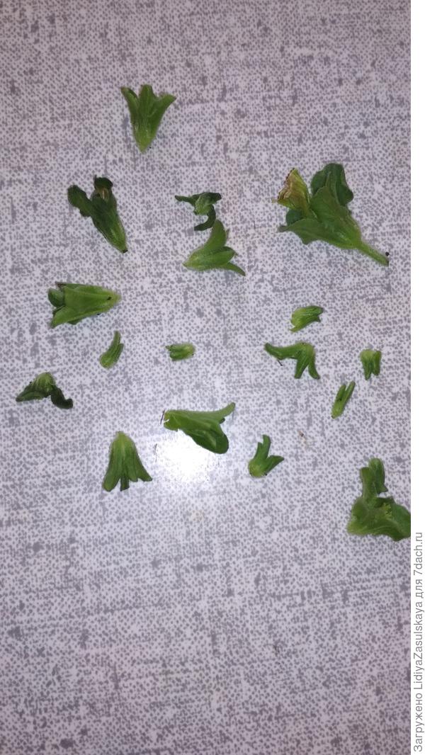 сорванные бутоны