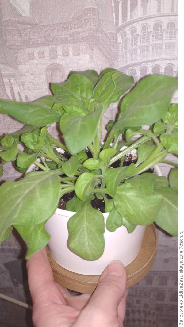 Кустик после черенкования-прищипки