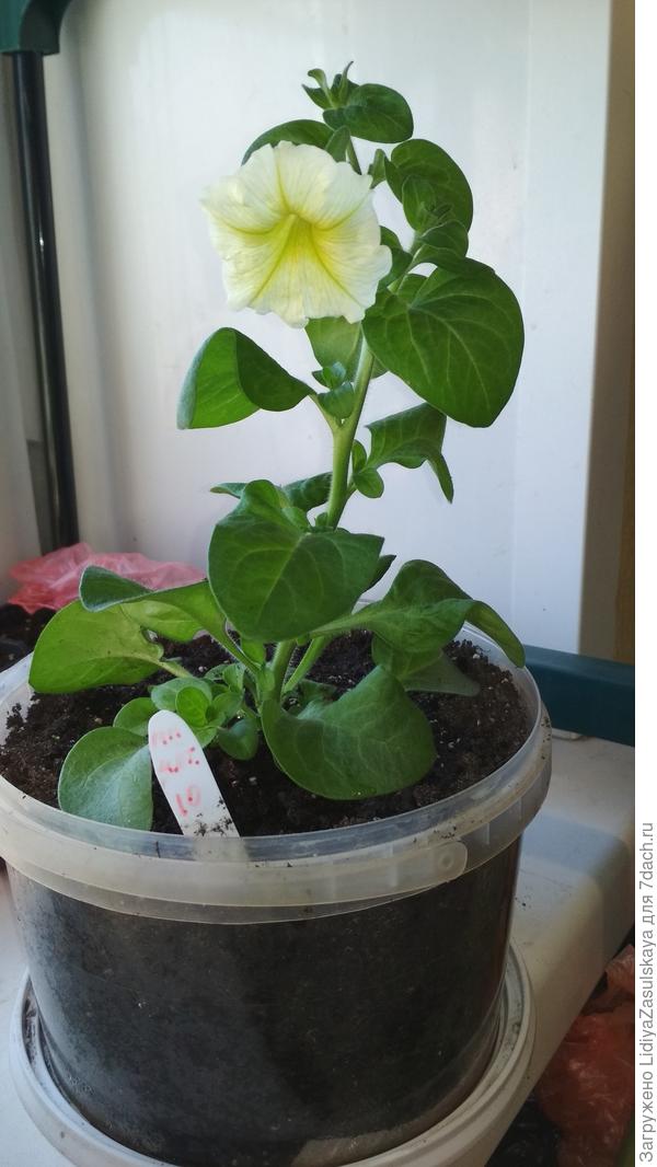 Марко-Поло мятный лайм