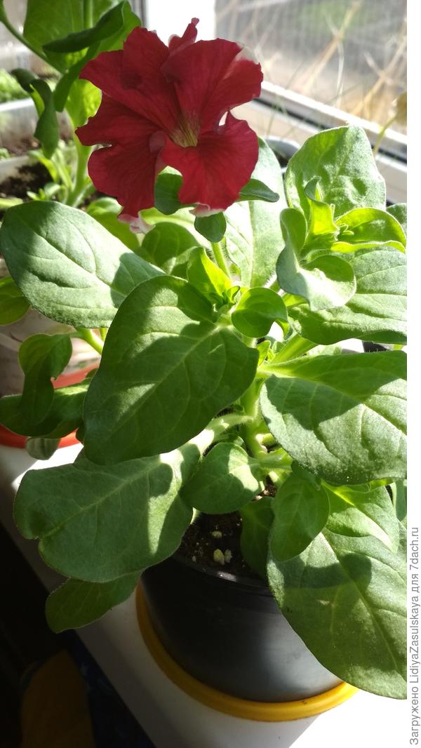 чуть-чуть белого