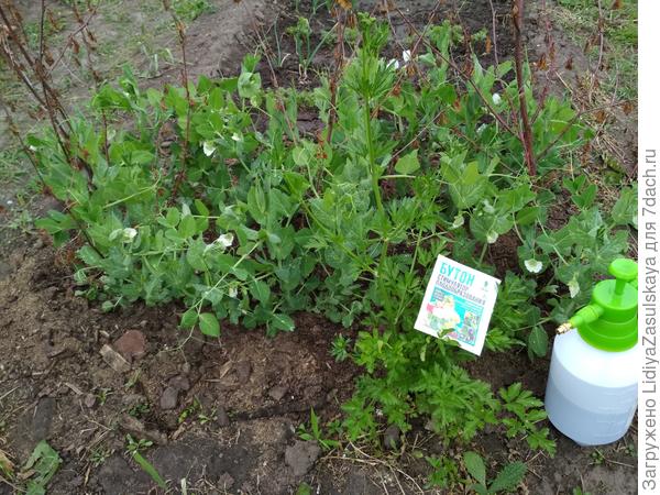 Повторная обработка. Грядка сфотографирована с другой стороны, те обработана правая сторона