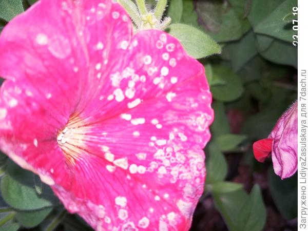 Василиса Премудрая