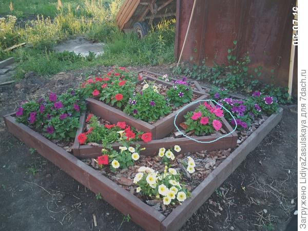 В клумбе развитие намного медленнее, почва замульчирована сосновой корой
