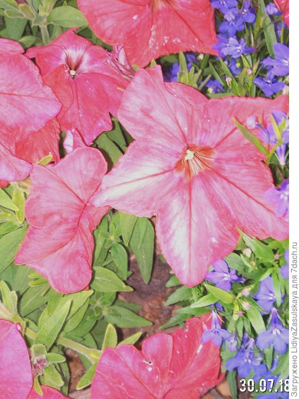 Мимолетная красота