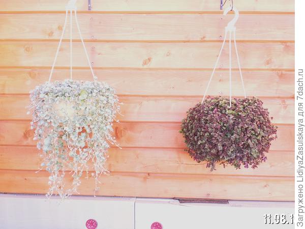 Слева дихондра. В кашпо 1 растение.