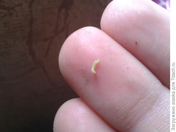 червь, который был на внутренней стороне листа