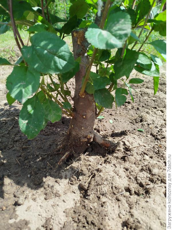 Слабый, но высокий побег.