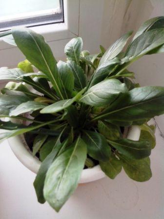 подскажите название этого цветка