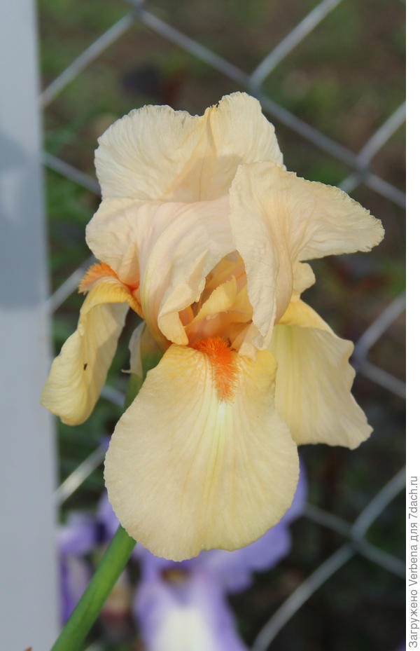 ирис