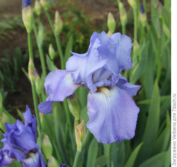 ирис