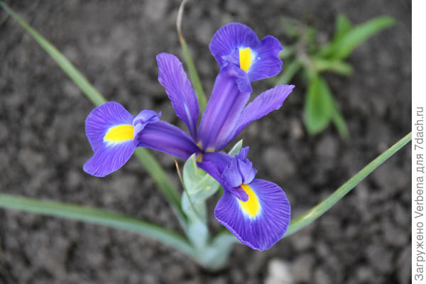 Ксифиум-новичок моего сада.