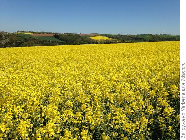 Рапс (фото из инета)
