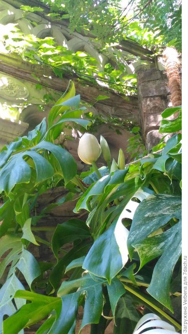 Где еще можно увидеть цветущую монстеру?