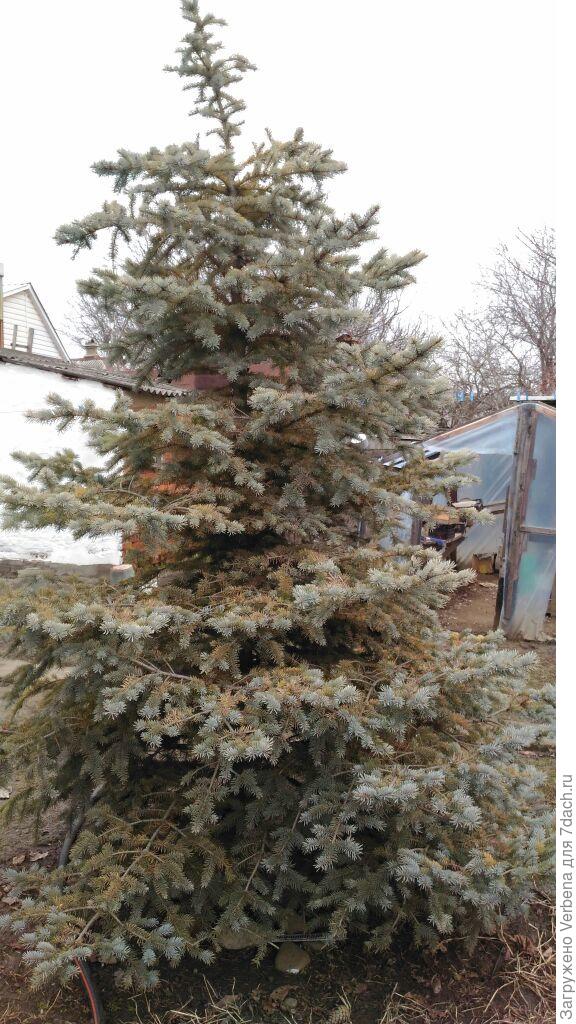 ель