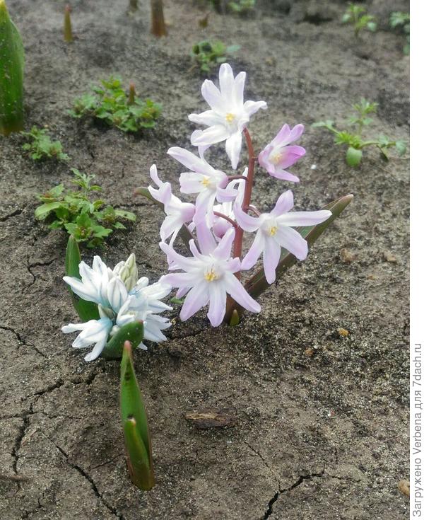 Скромница пушкиния рядом с хиондоксой