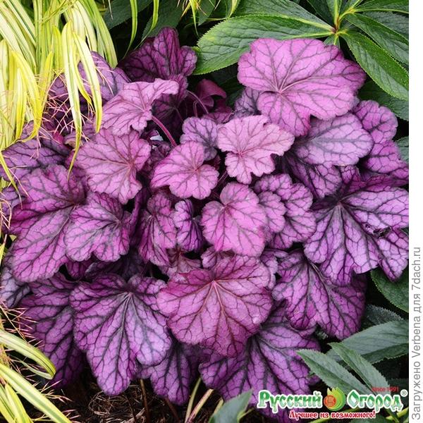 С сайта интернет-магазина РО. Сорт &quot;Бесконечный пурпур&quot;, написано, что новинка....