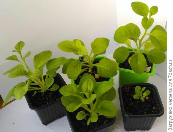 Сорт Варвара краса. На фото в правом нижнем углу растение как будто вообще не из этой партии. А всхожесть у сорта замечательная была, дружная.