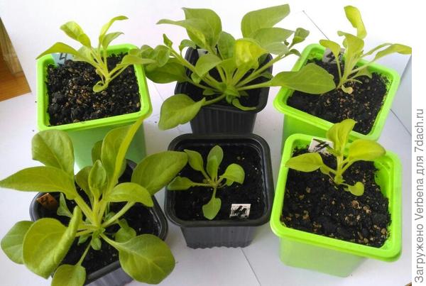 Сорт Комплиментуния красная. В чёрных стаканчиках петуньки распикированы позже, чем в зеленых на 9 дней. Посмотрите, какие разные петунии в чёрных стаканчиках! А ведь и условия, и грунт один и тот же!