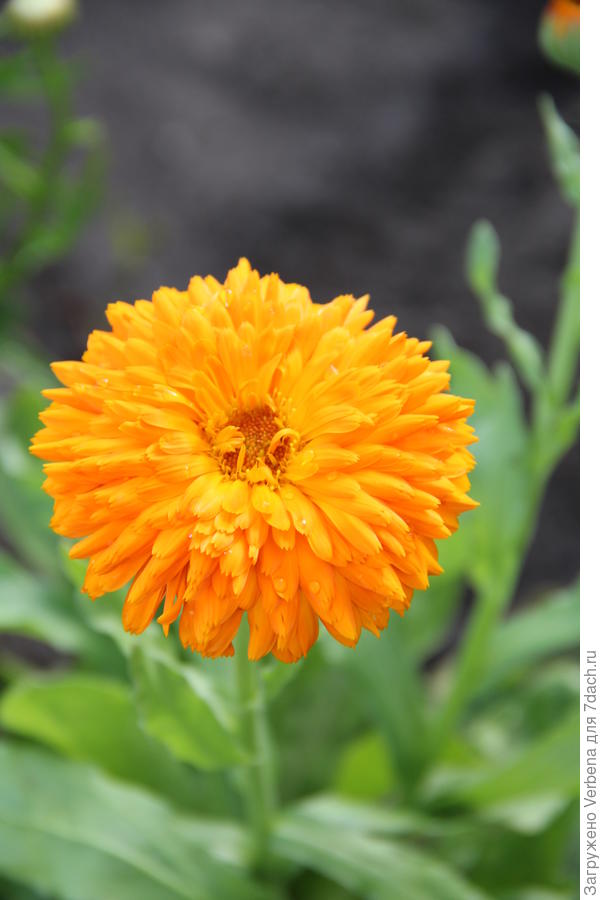 Есть ещё и такая. Она такой же и осталась. Растут в перемешку.