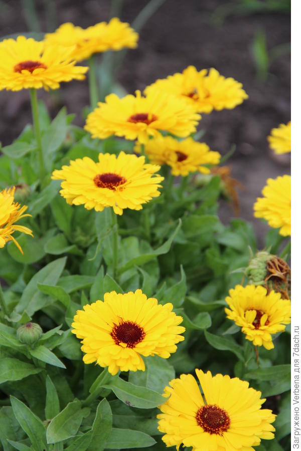 Календула в мае 2016 г.