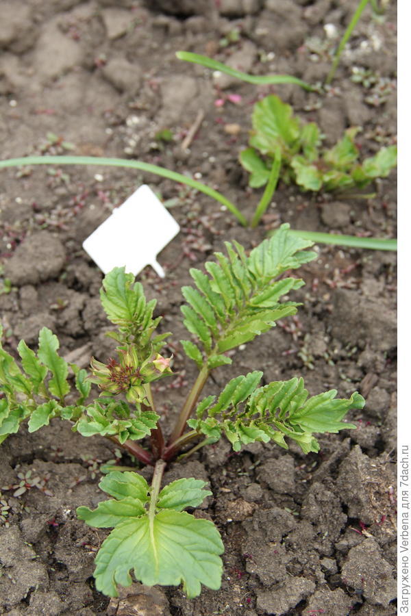 на заднем плане вторая.... отстаёт...