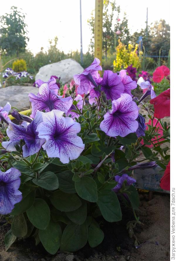 тестируемая