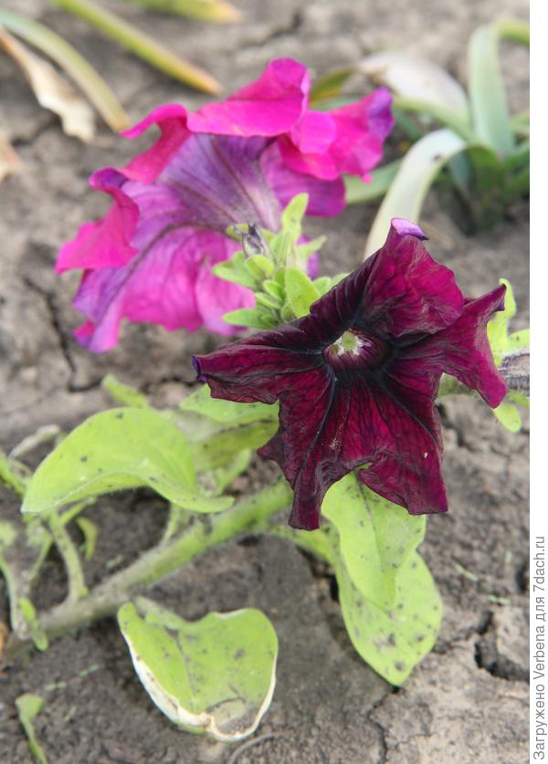 тестируемая