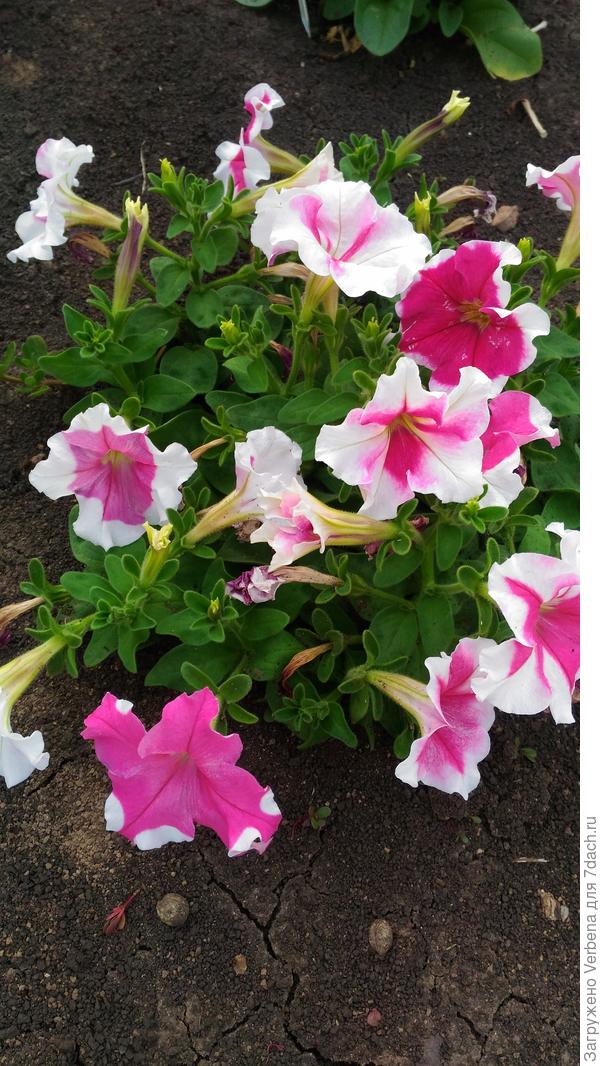 тестируемая