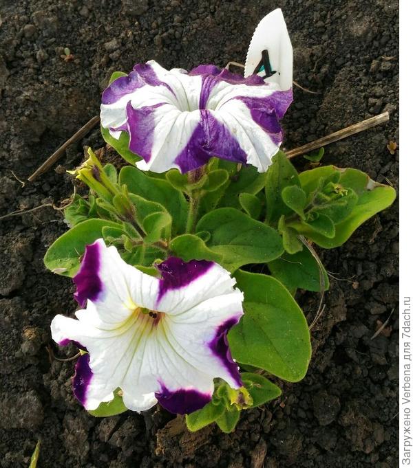 тестируемая