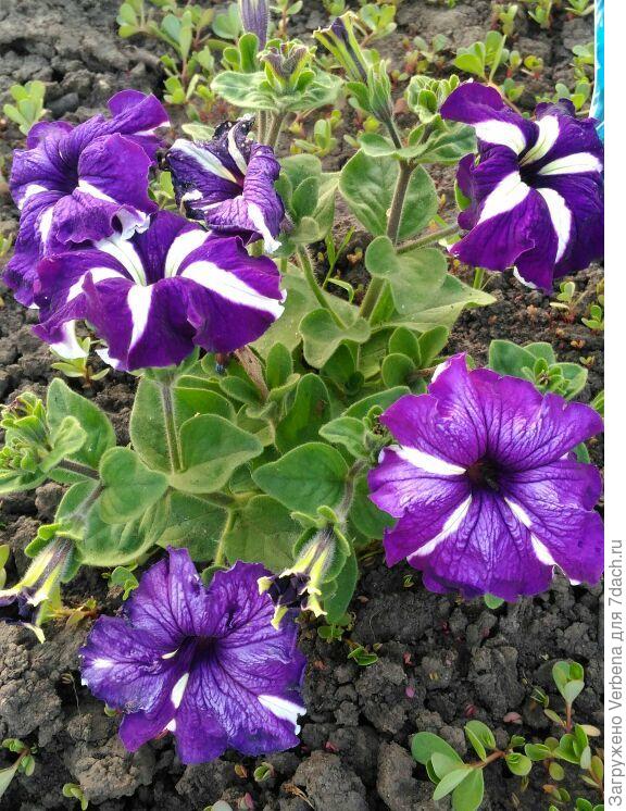 уже ближе, но всё же не "ночь"...