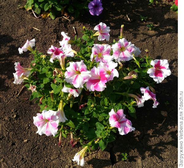 тестируемая. есть даже такой куст.