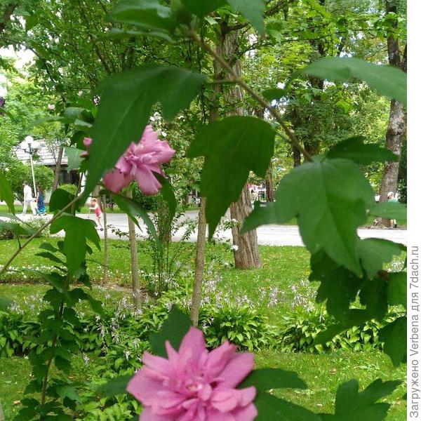 это махровые сорта, но есть и простые.