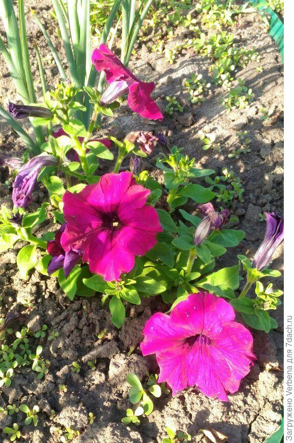 На этом фото отцвёвшие, я еще не убирала их.