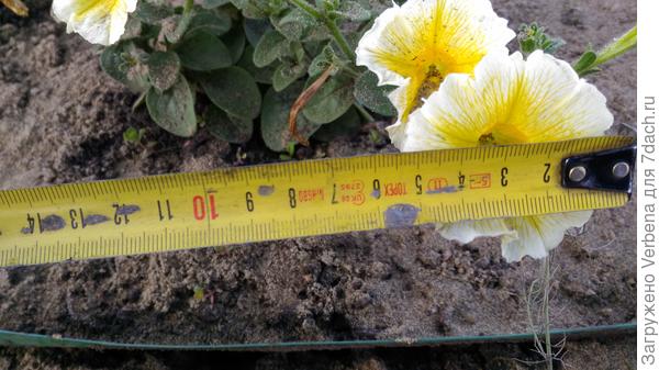 Цветение 11.06.18