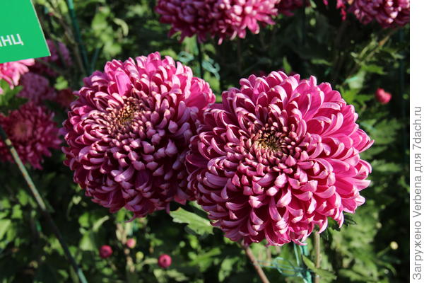 Одна из множества красавиц! Выбрать невозможно!