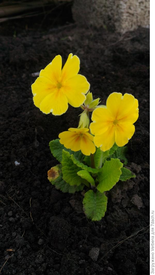 Зацвел один из сеянцев. Самый первый.