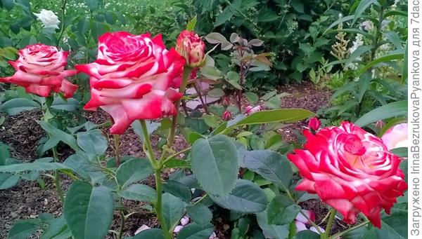 императрица Фарах,посадка май 2016г.